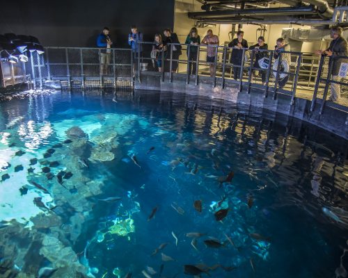 _DRF0456_hirez_danrouth Observation Deck Above Shark Reef at Greensboro Science Center