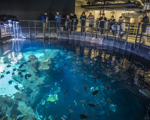 Observation Deck Above Shark Reef at Greensboro Science Center