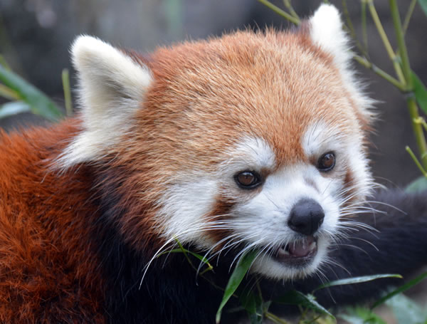 Red Panda